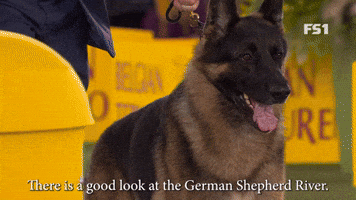 River The German Shepard