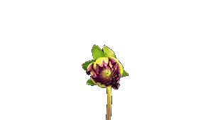Pink Flower Sticker