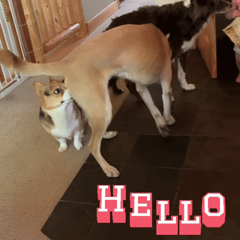 Hello GIF