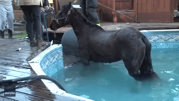 Firefighters Saw Through Side of Backyard Swimming Pool to Rescue Horse