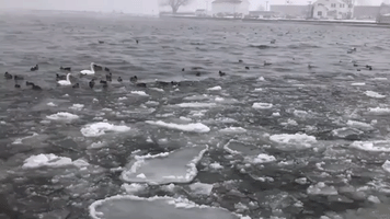 Injured Goose 'Stranded' on Ice in Upstate New York
