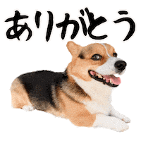 Thanks Corgi Sticker