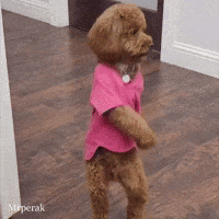 Dance Puppy GIF
