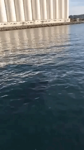 Breaching Whale Surprises People Fishing at Port Lincoln, South Australia