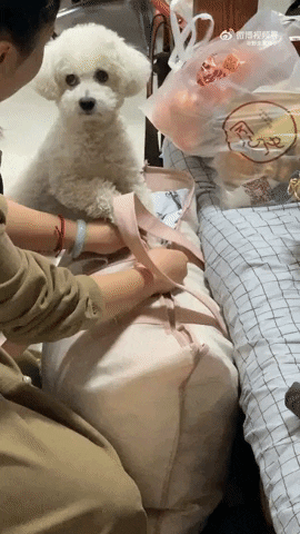 cuteanimalland giphyupload GIF
