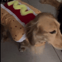 Hot Dog GIF