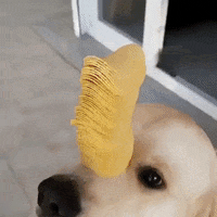 dog GIF by JustViral.Net