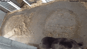 Animal Rescue Bear GIF by FOUR PAWS Australia