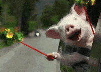 Pig Piglet GIF