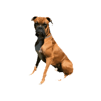 loutheboxerdog giphyupload Sticker