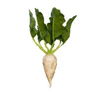 Sugar Beet 3D Sticker by Diamant Zucker