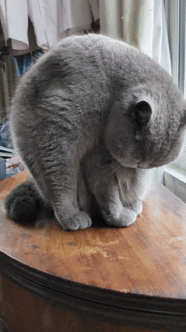 Shikasketchbook GIF by Stella 52