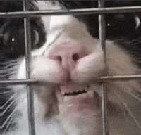 Yearn Pedro Pascal GIF by hamlet