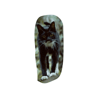 GrayHatLLC zulu catdad catdaddies catdaddiesmovie Sticker