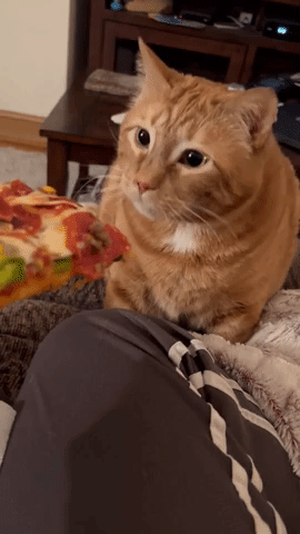 Cat Has Hilarious Reaction Pizza