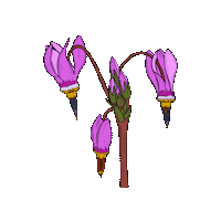 Vancouver Island Wildflowers Sticker by Chellekie Creations