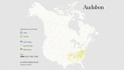 louisiana waterthrush GIF by audubon