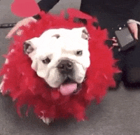 drake mascot GIF by DrakeUGriff