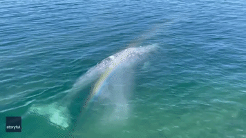 Onlookers Delight as Whale Sprays 'Rainbow' 