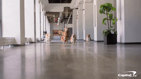 happy friday GIF by Capital One