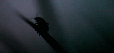 fireflies GIF