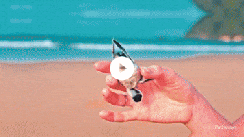 The Real Dominican Republic