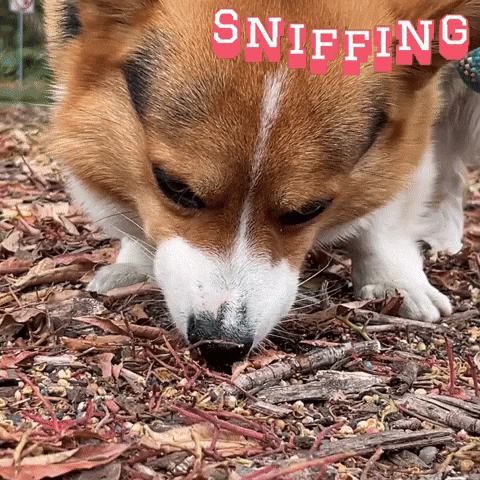 Corgi Sniffing GIF