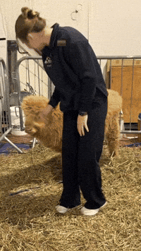 Highland Cow Racing GIF by America's Outdoor Adventure Park