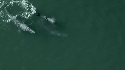 humpback whale water GIF