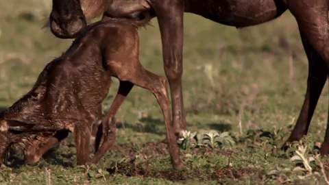 symphony for our world GIF by Nat Geo Wild 