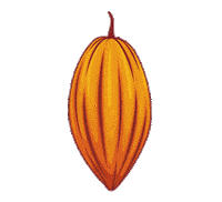 Chocolate Cacao Sticker by Altromercato