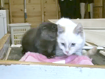 Cat Kittens GIF