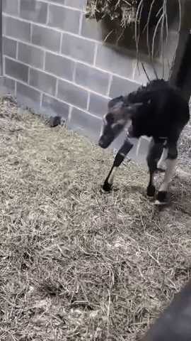 Okapi Calf Takes First Steps After Birth at Cincinnati Zoo