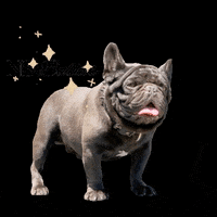 nsbullies dog puppy dogs frenchie GIF