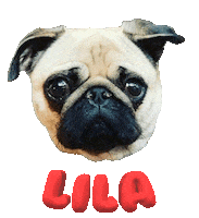 Dog Pug Sticker
