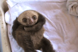 Bed Scratching GIF