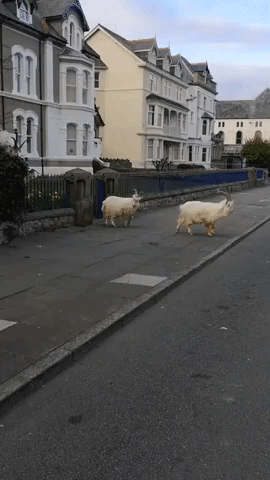 Wild Goats Wander Through Locked-Down North Wales Town