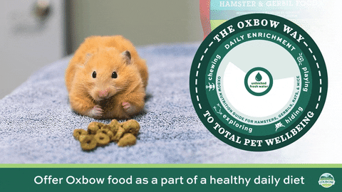 Hamster GIF by Oxbow Animal Health