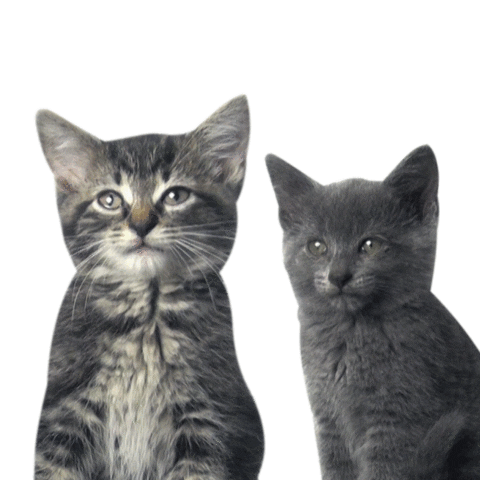 Cat Puppets Sticker by MINI Italia