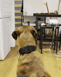 What You Say Dog GIF by #nikaachris