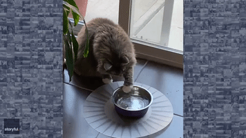 Purr-plexed: Cat Baffled by Icy Water Bowl as Owner Tries to Help During Heat Wave
