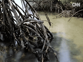 Blue Carbon GIF by CNN