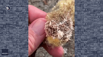 Insect Lover Opens Golden Orb Egg Sac Full of Baby Spiders