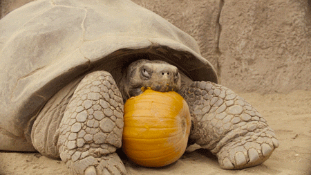 San Diego Zoo Eating GIF by San Diego Zoo Wildlife Alliance