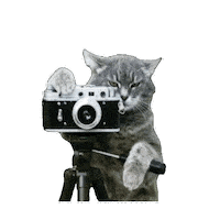Cat Photography Sticker