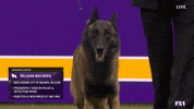 Dogs GIF by Westminster Kennel Club
