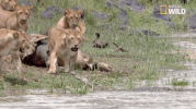 african cats big cat week GIF by Nat Geo Wild 