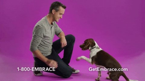 Puppy Dogs GIF by Embrace Pet Insurance