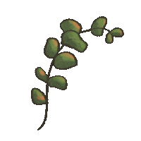 chopstickpanorama illustration doodle foliage eucalyptus Sticker