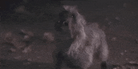 Wizard Of Oz Dog GIF by MANGOTEETH